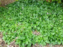 Attēlu rezultāti vaicājumam “Ajuga genevensis leaf”