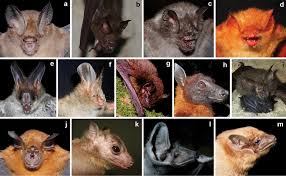 Attēlu rezultāti vaicājumam “Chiroptera”