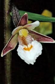 Attēlu rezultāti vaicājumam “Epipactis palustris”