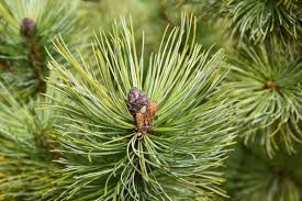 Attēlu rezultāti vaicājumam “Pinus sylvestris var. turfosa”