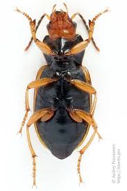 Attēlu rezultāti vaicājumam “Diachromus germanus”