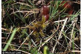 Attēlu rezultāti vaicājumam “Tomentypnum nitens”
