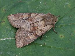 Attēlu rezultāti vaicājumam “Apamea sordens”