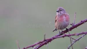 Attēlu rezultāti vaicājumam “Carduelis cannabina adult”