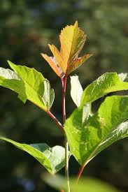 Attēlu rezultāti vaicājumam “Viburnum opulus leaf”