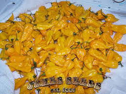 Afbeeldingsresultaat voor yellow fratali hot pepper