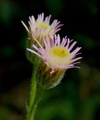 Attēlu rezultāti vaicājumam “Erigeron acris flower”