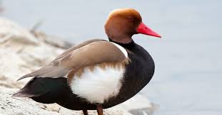 Image result for Netta rufina