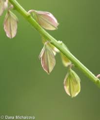 Attēlu rezultāti vaicājumam “Polygala comosa flower”