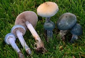 Attēlu rezultāti vaicājumam “Stropharia albocrenulata”