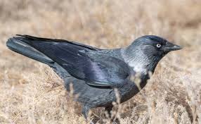 Attēlu rezultāti vaicājumam “Corvus monedula”