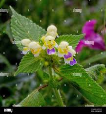 Attēlu rezultāti vaicājumam “Galeopsis speciosa flower”