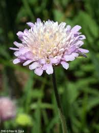 Image result for Knautia arvensis