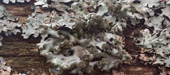 Attēlu rezultāti vaicājumam “Hypogymnia tubulosa”