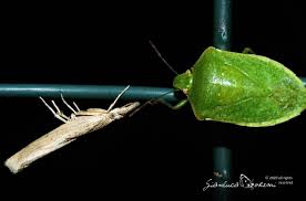 Attēlu rezultāti vaicājumam “Pediasia contaminella”