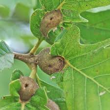 Attēlu rezultāti vaicājumam “gall”