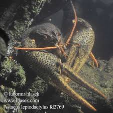 Attēlu rezultāti vaicājumam “Astacus leptodactylus”