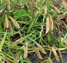 Attēlu rezultāti vaicājumam “Lathyrus latifolius fruit”