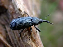 Attēlu rezultāti vaicājumam “Magdalis sp.”