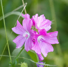 Attēlu rezultāti vaicājumam “Malva moschata flower”
