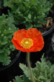 Image result for Papaver nudicaule