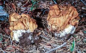 Attēlu rezultāti vaicājumam “Gyromitra gigas”