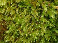 Attēlu rezultāti vaicājumam “Taxiphyllum wissgrillii”