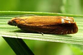 Attēlu rezultāti vaicājumam “Lathronympha strigana”