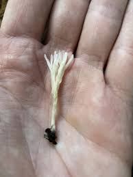 Attēlu rezultāti vaicājumam “Tremellodendropsis tuberosa”