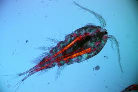 Attēlu rezultāti vaicājumam “Copepoda”