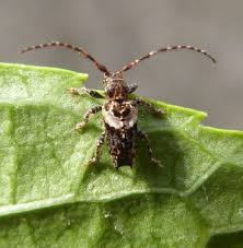 Attēlu rezultāti vaicājumam “Pogonocherus hispidulus”