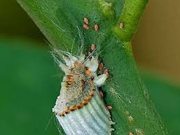 Attēlu rezultāti vaicājumam “Sternorrhyncha”