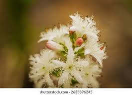 Attēlu rezultāti vaicājumam “Menyanthes trifoliata bud”