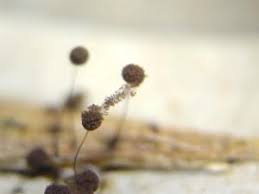 Attēlu rezultāti vaicājumam “Comatricha alta macro”