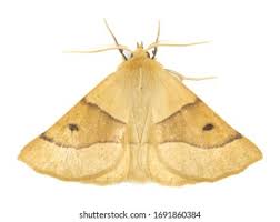 Attēlu rezultāti vaicājumam “Crocallis elinguaria larva”