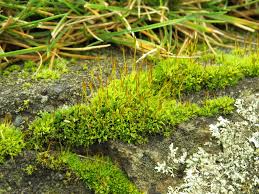 Attēlu rezultāti vaicājumam “Tortula muralis”