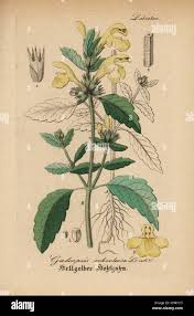 Image result for Galeopsis segetum
