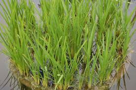 Attēlu rezultāti vaicājumam “Sparganium erectum aggr. leaf”