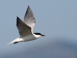 Image result for Gelochelidon nilotica