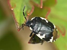 Attēlu rezultāti vaicājumam “Tritomegas bicolor imago”