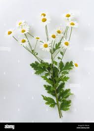 Image result for Tanacetum parthenium