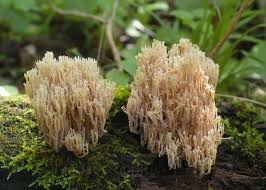 Attēlu rezultāti vaicājumam “Clavicorona pyxidata”