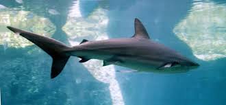 Image result for Carcharhinus obscurus