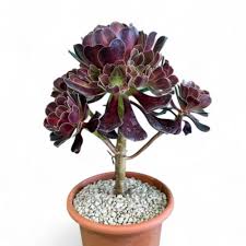 Attēlu rezultāti vaicājumam “Crassulaceae”