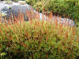Attēlu rezultāti vaicājumam “Ceratodon purpureus sporophyte”