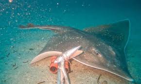 Image result for Dipturus intermedius