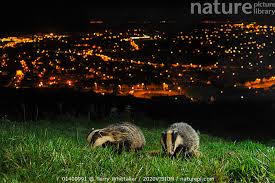 Attēlu rezultāti vaicājumam “Meles meles adult”