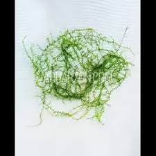 Attēlu rezultāti vaicājumam “Leptodictyum riparium”