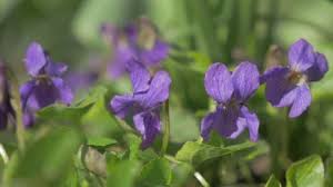 Attēlu rezultāti vaicājumam “Viola odorata bud”