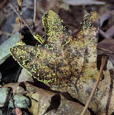 Attēlu rezultāti vaicājumam “Physarum bivalve”